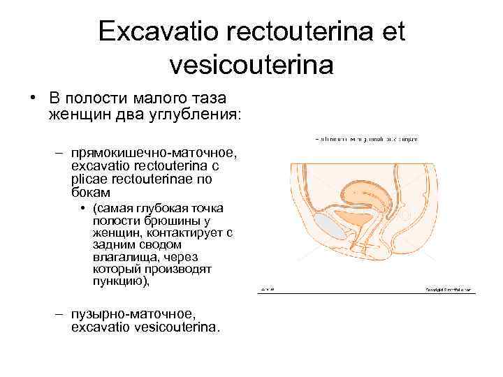 Excavatio rectouterina et vesicouterina • В полости малого таза женщин два углубления: – прямокишечно-маточное,