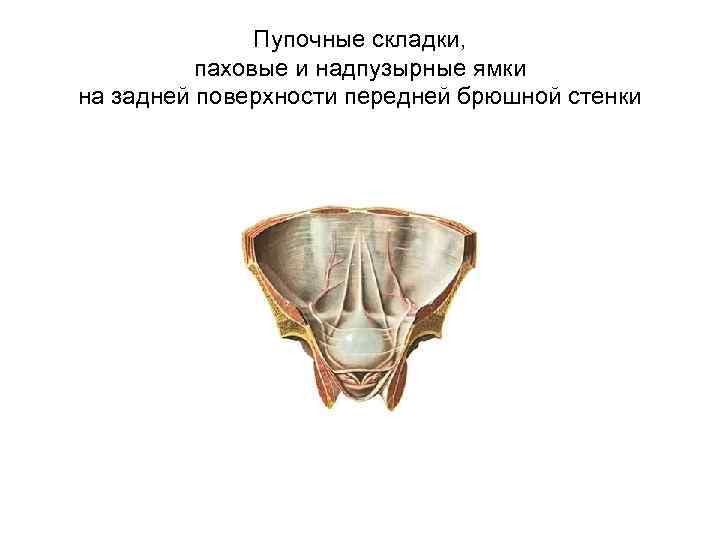 Пупочные складки, паховые и надпузырные ямки на задней поверхности передней брюшной стенки 