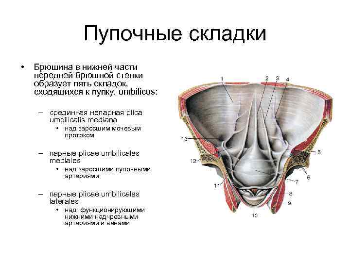 Пупочные складки • Брюшина в нижней части передней брюшной стенки образует пять складок, сходящихся