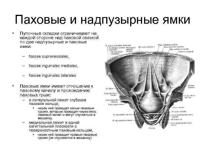 Паховые и надпузырные ямки • Пупочные складки ограничивают на каждой стороне над паховой связкой