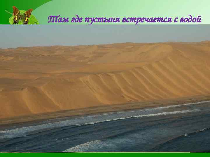 Там где пустыня встречается с водой В южной части пустыни Намиб находятся самые высокие
