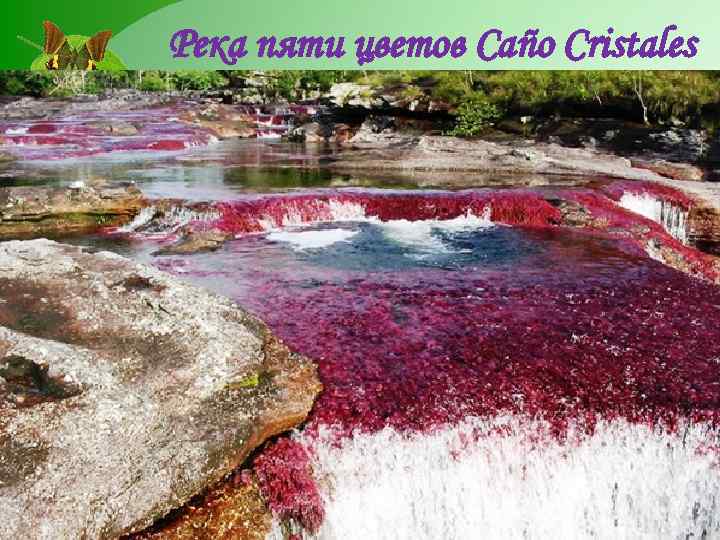 Река пяти цветов Caño Cristales Кристальная река или река «Пяти Цветов» в экологическом заповеднике