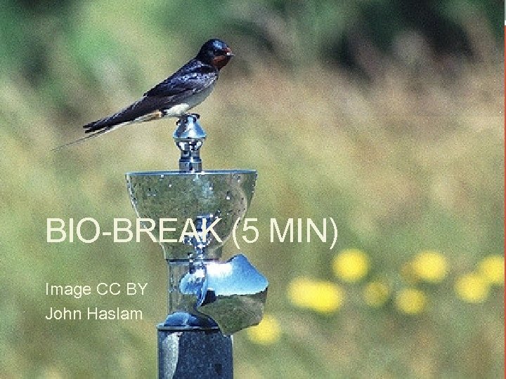 BIO-BREAK (5 MIN) Image CC BY John Haslam 