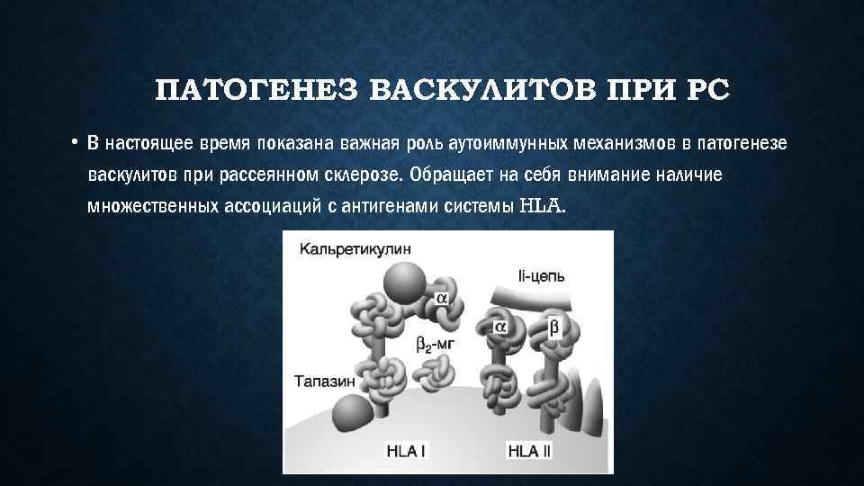 ПАТОГЕНЕЗ ВАСКУЛИТОВ ПРИ РС • В настоящее время показана важная роль аутоиммунных механизмов в