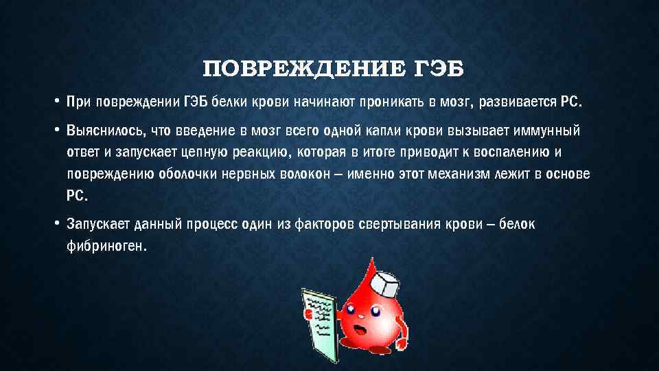 ПОВРЕЖДЕНИЕ ГЭБ • При повреждении ГЭБ белки крови начинают проникать в мозг, развивается РС.