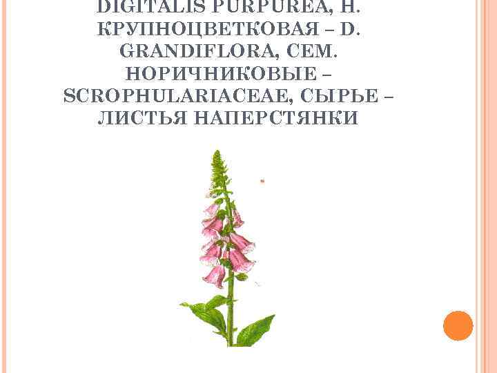 DIGITALIS PURPUREA, Н. КРУПНОЦВЕТКОВАЯ – D. GRANDIFLORA, СЕМ. НОРИЧНИКОВЫЕ – SCROPHULARIACEAE, СЫРЬЕ – ЛИСТЬЯ