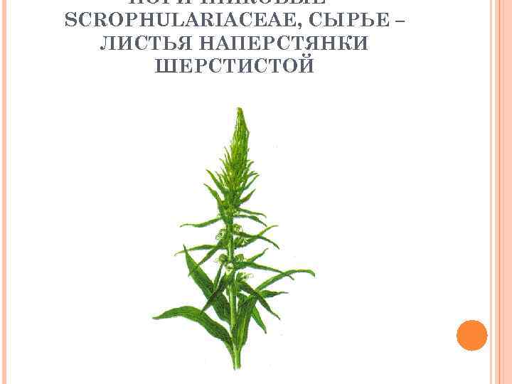 НОРИЧНИКОВЫЕ – SCROPHULARIACEAE, СЫРЬЕ – ЛИСТЬЯ НАПЕРСТЯНКИ ШЕРСТИСТОЙ 