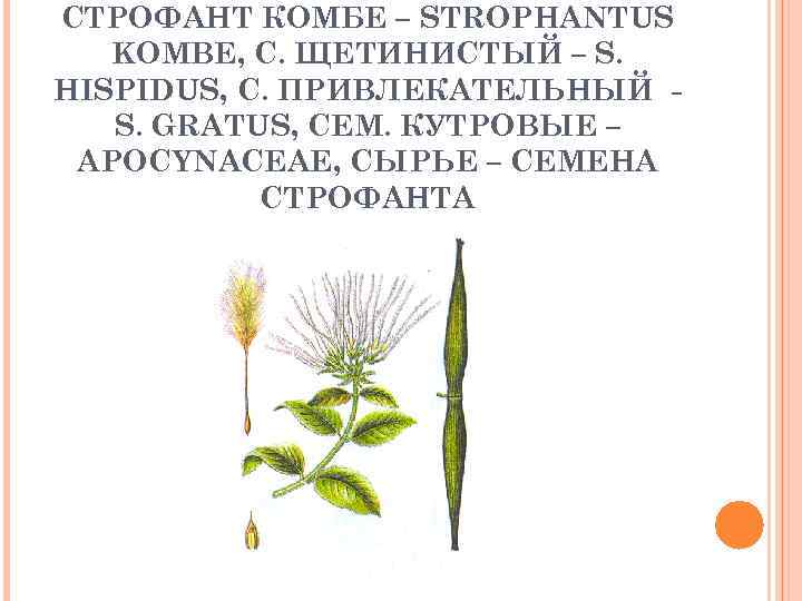 СТРОФАНТ КОМБЕ – STROPHANTUS KOMBE, С. ЩЕТИНИСТЫЙ – S. HISPIDUS, С. ПРИВЛЕКАТЕЛЬНЫЙ S. GRATUS,