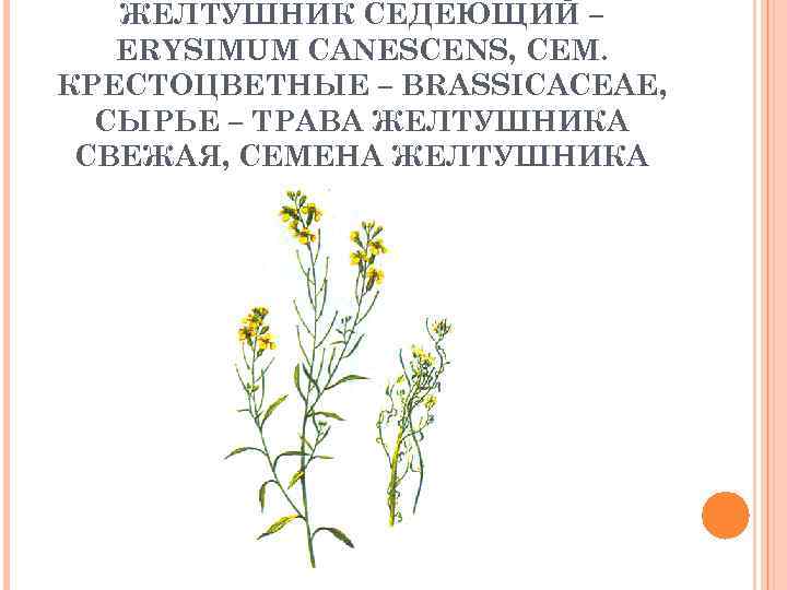 ЖЕЛТУШНИК СЕДЕЮЩИЙ – ERYSIMUM CANESCENS, СЕМ. КРЕСТОЦВЕТНЫЕ – BRASSICACEAE, СЫРЬЕ – ТРАВА ЖЕЛТУШНИКА СВЕЖАЯ,