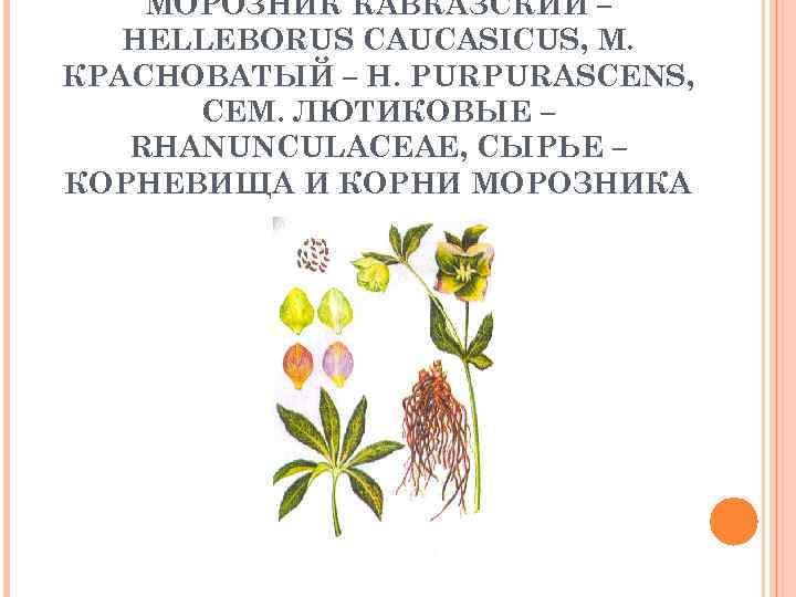 МОРОЗНИК КАВКАЗСКИЙ – HELLEBORUS CAUCASICUS, М. КРАСНОВАТЫЙ – H. PURPURASCENS, СЕМ. ЛЮТИКОВЫЕ – RHANUNCULACEAE,