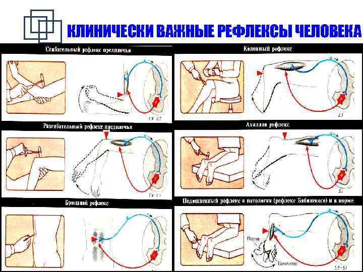 Схема рефлекторной дуги ахиллова рефлекса с обозначениями