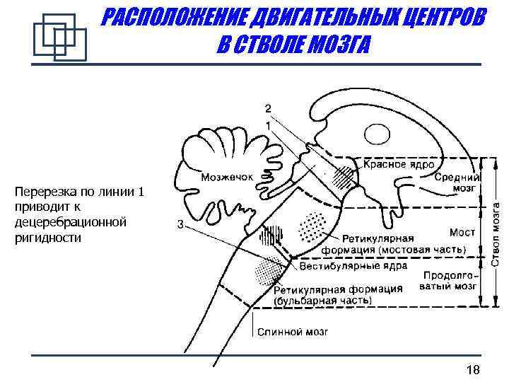 Ствол мозга схема