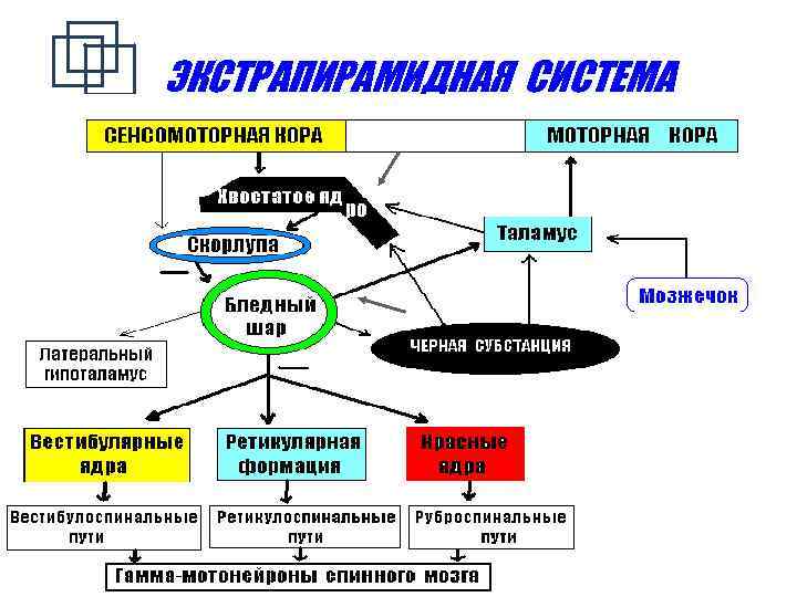 Экстрапирамидная система картинки