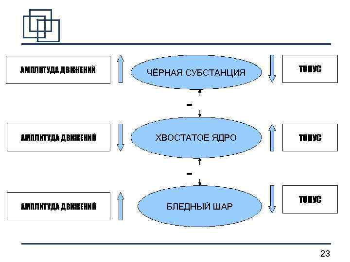 АМПЛИТУДА ДВИЖЕНИЙ ЧЁРНАЯ СУБСТАНЦИЯ ТОНУС АМПЛИТУДА ДВИЖЕНИЙ ХВОСТАТОЕ ЯДРО ТОНУС АМПЛИТУДА ДВИЖЕНИЙ БЛЕДНЫЙ ШАР