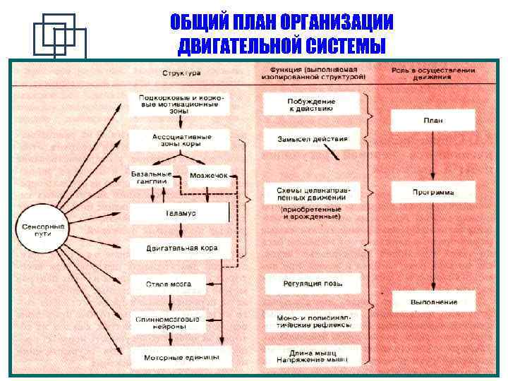 Общий план организации двигательной системы