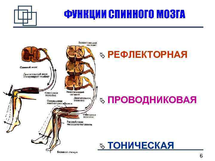 ФУНКЦИИ СПИННОГО МОЗГА РЕФЛЕКТОРНАЯ ПРОВОДНИКОВАЯ ТОНИЧЕСКАЯ 6 