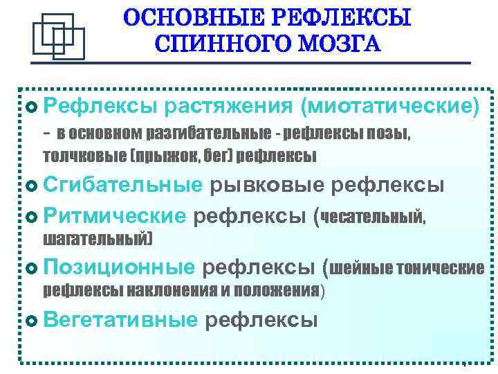 ОСНОВНЫЕ РЕФЛЕКСЫ СПИННОГО МОЗГА Рефлексы растяжения (миотатические) - в основном разгибательные - рефлексы позы,