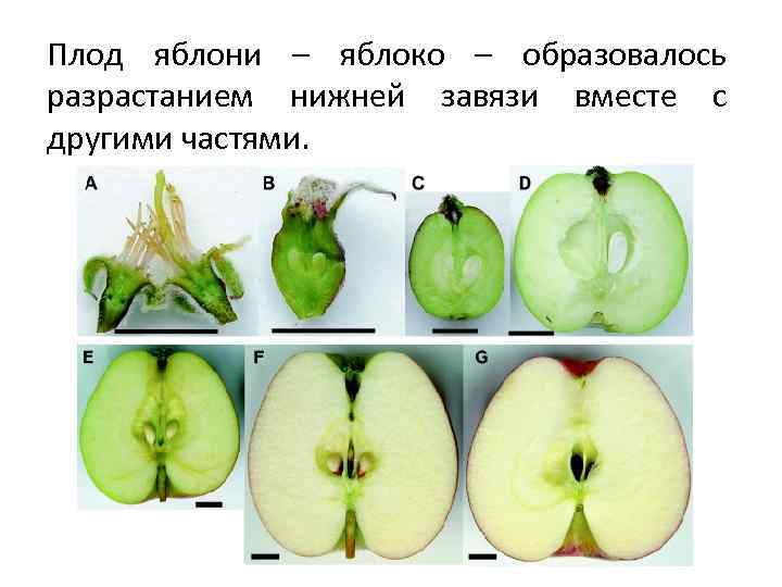 Завязь яблони рисунок