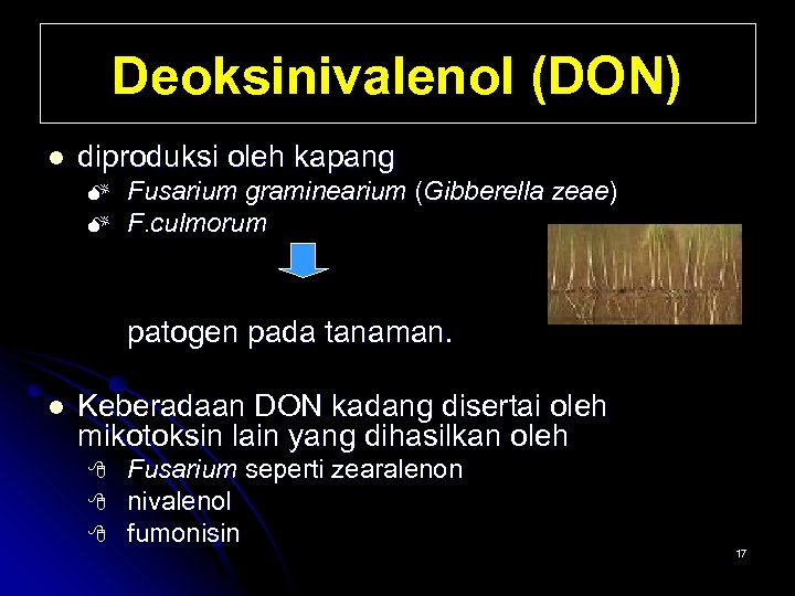 Deoksinivalenol (DON) l diproduksi oleh kapang Fusarium graminearium (Gibberella zeae) F. culmorum patogen pada