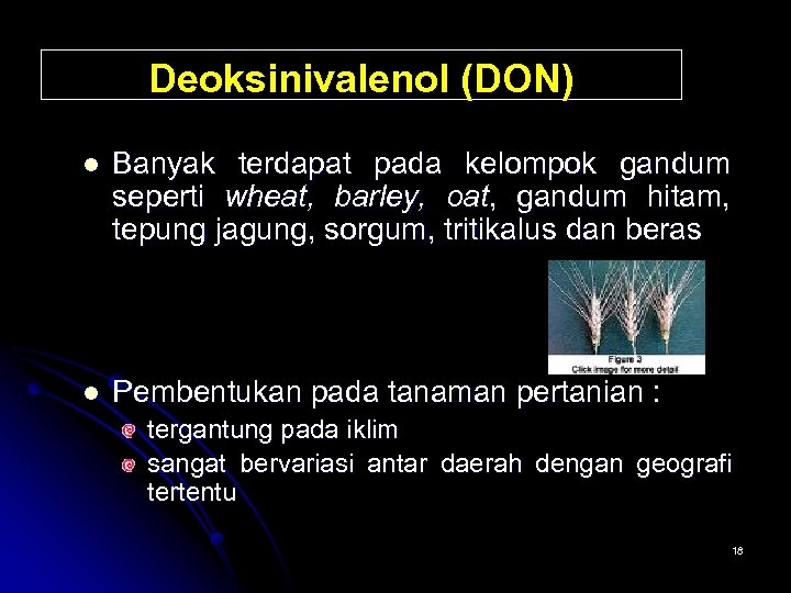 Deoksinivalenol (DON) l Banyak terdapat pada kelompok gandum seperti wheat, barley, oat, gandum hitam,