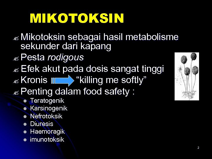 MIKOTOKSIN ? Mikotoksin sebagai hasil metabolisme sekunder dari kapang ? Pesta rodigous ? Efek