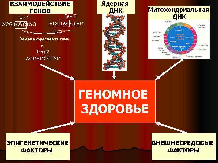 Ядерная ДНК ВЗАИМОДЕЙСТВИЕ ГЕНОВ Ген 1 ACGTAGCTAG Ген 2 Митохондриальная ДНК ACGTAGCTAG Замена фрагмента
