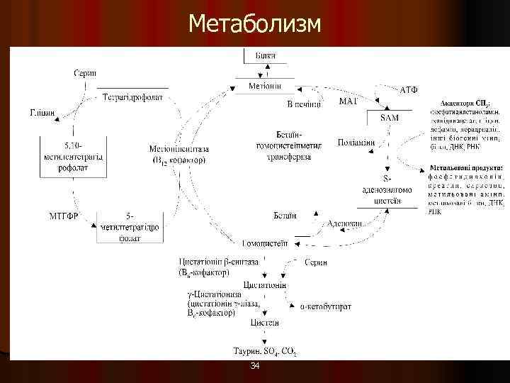 Метаболизм 34 