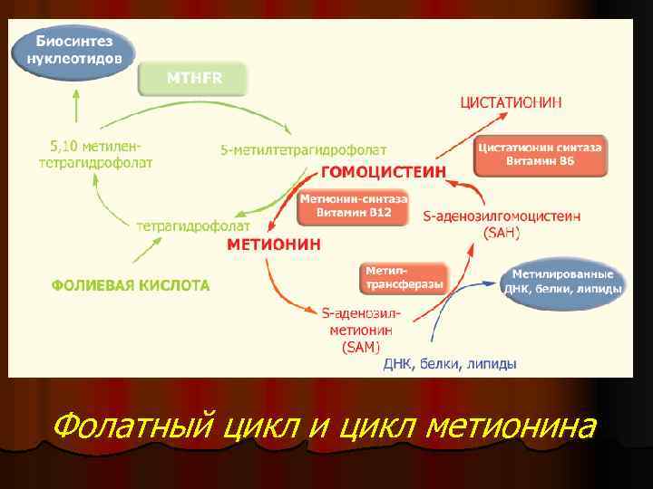 Фолатный цикл и цикл метионина 