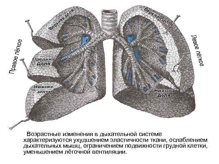 Возраст легких