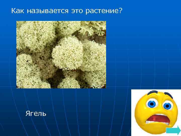 Как называется это растение? Ягель 