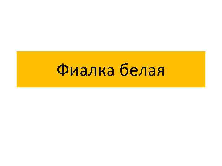 Фиалка белая 