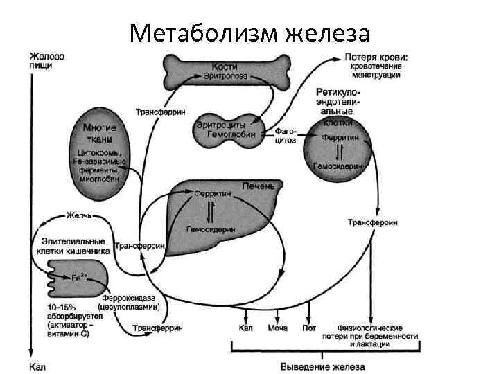 Метаболизм железа 