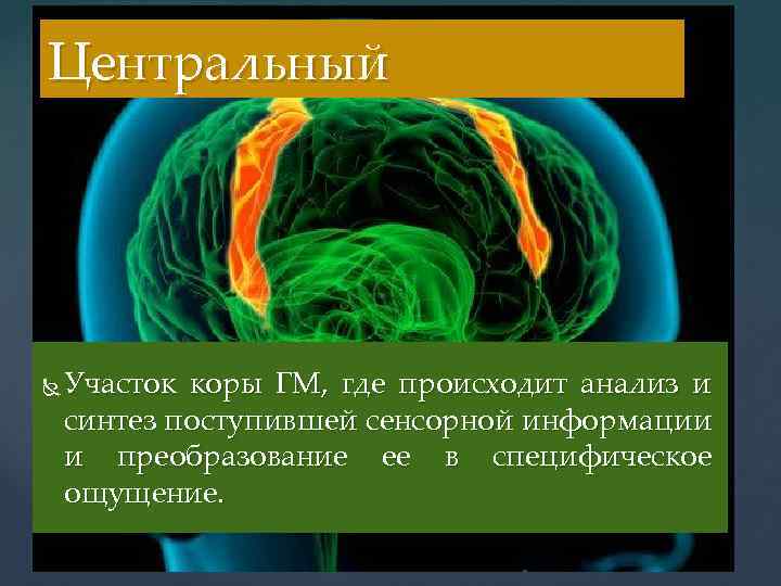 Центральный Участок коры ГМ, где происходит анализ и синтез поступившей сенсорной информации и преобразование