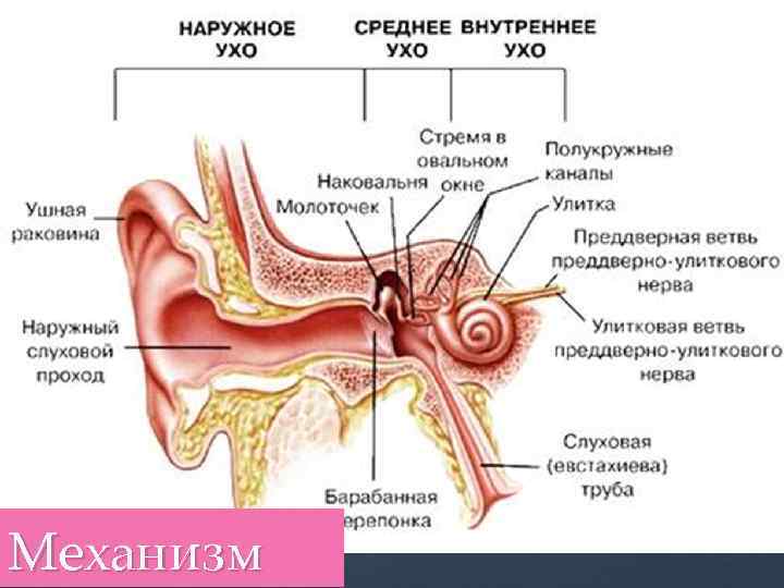 Механизм 