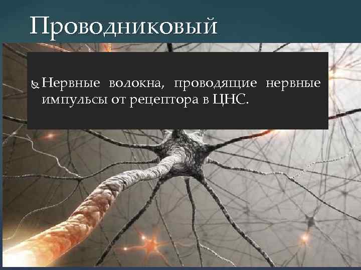 Проводниковый Нервные волокна, проводящие нервные импульсы от рецептора в ЦНС. 