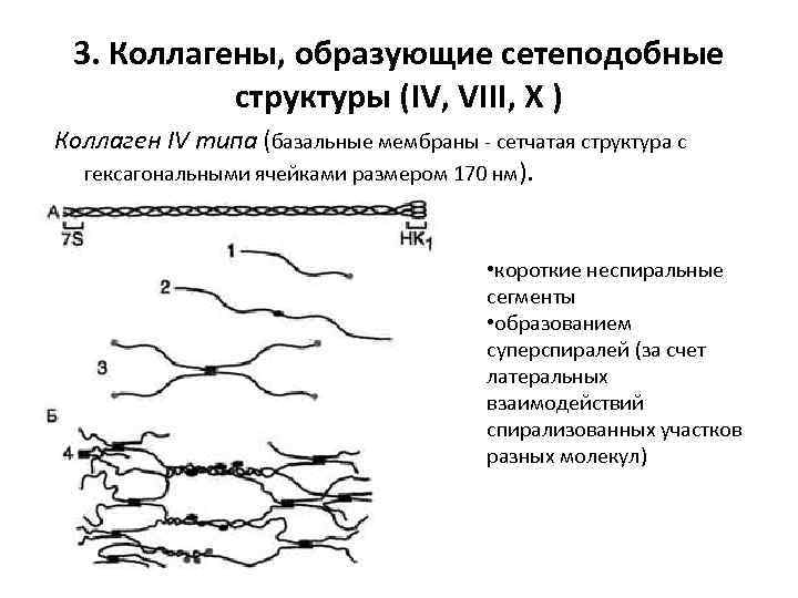 Iv типа. Что образует коллаген 1 типа. Коллаген 4 типа строение. Коллагеновые волокна коллаген 2 типа. Коллаген 1 типа строение и функции.