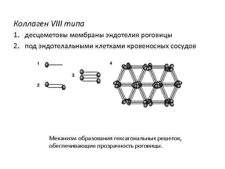 Коллаген VIII типа 1. десцеметовы мембраны эндотелия роговицы 2. под эндотелальными клетками кровеносных сосудов