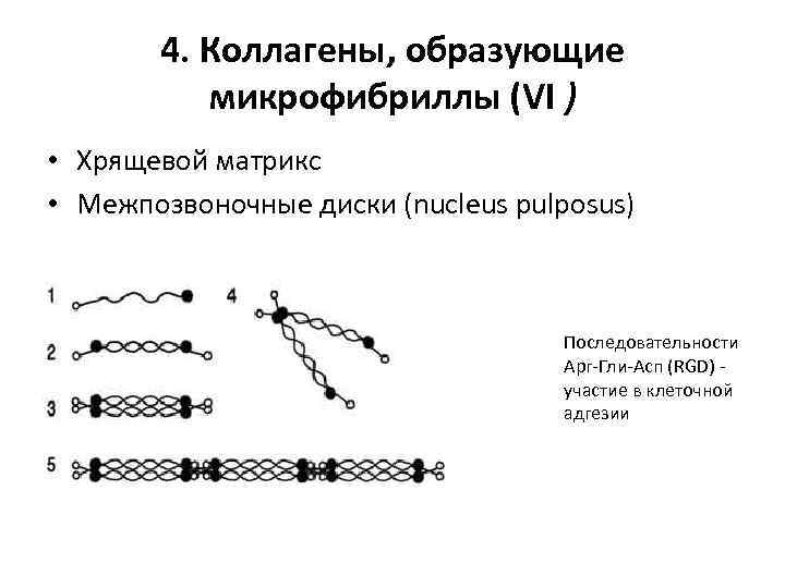 4. Коллагены, образующие микрофибриллы (VI ) • Хрящевой матрикс • Межпозвоночные диски (nucleus pulposus)