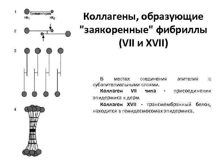 Коллагены, образующие "заякоренные" фибриллы (VII и XVII) В местах соединения субэпителиальными слоями. эпителия с