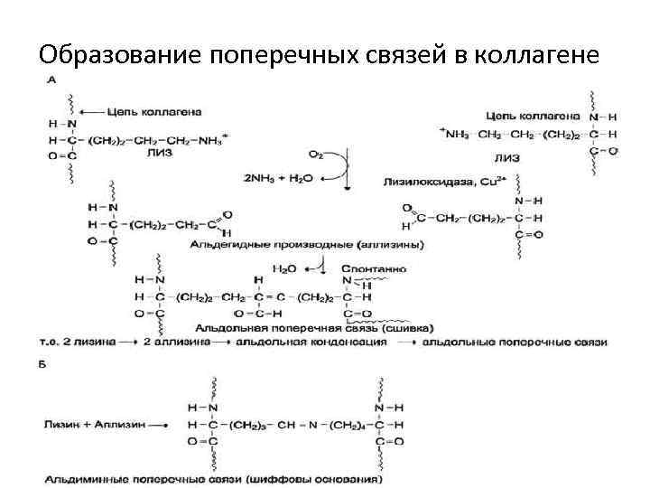 Образование поперечных связей в коллагене 