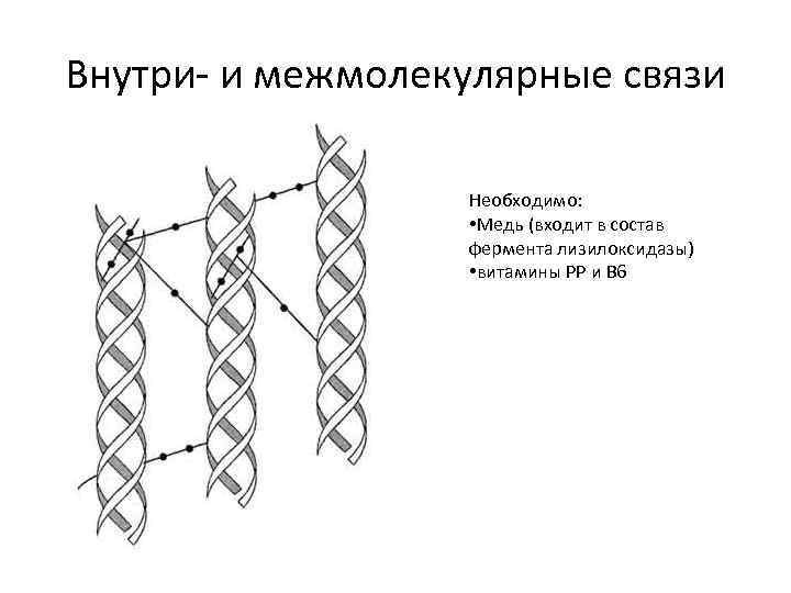 Внутри- и межмолекулярные связи Необходимо: • Медь (входит в состав фермента лизилоксидазы) • витамины