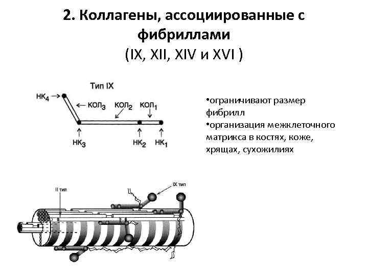 2. Коллагены, ассоциированные с фибриллами (IX, XII, XIV и XVI ) • ограничивают размер