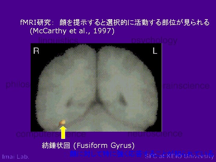 f. MRI研究：　顔を提示すると選択的に活動する部位が見られる 　　(Mc. Carthy et al. , 1997) 紡錘状回 (Fusiform Gyrus) ： 顔に対して特に強く応答することが知られている 