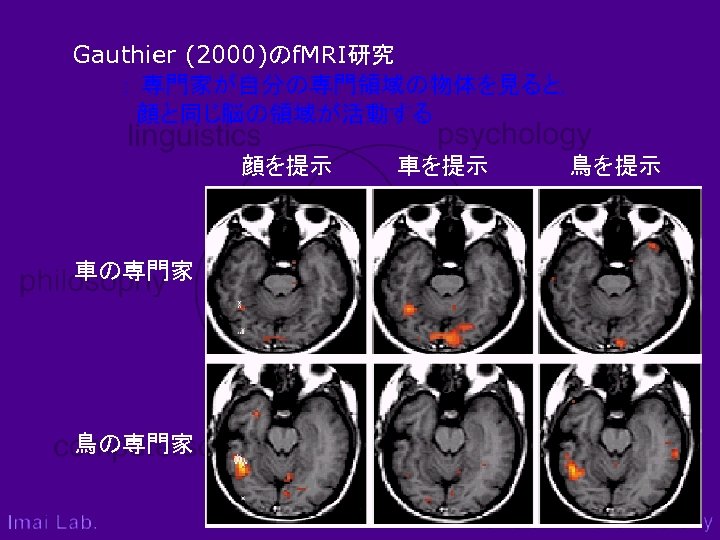 Gauthier (2000)のf. MRI研究 　　　： 専門家が自分の専門領域の物体を見ると， 　　　　顔と同じ脳の領域が活動する 顔を提示　　　　車を提示　　　　　鳥を提示 車の専門家 鳥の専門家 