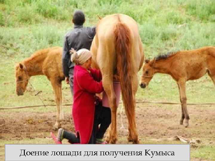 Доение лошади для получения Кумыса 