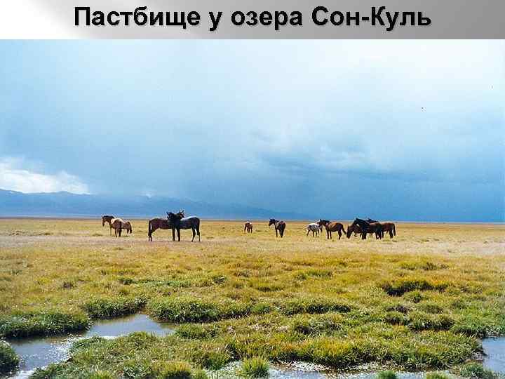 Пастбище у озера Сон-Куль 