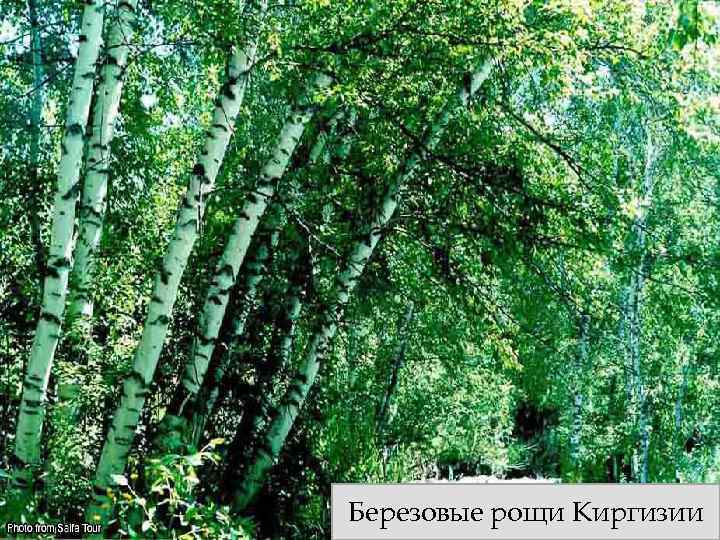 Березовые рощи Киргизии 