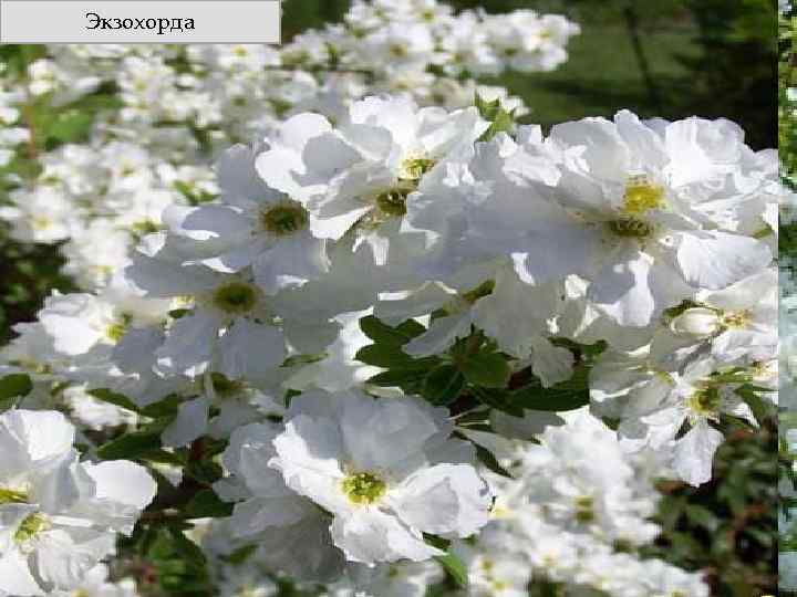 Экзохорда 