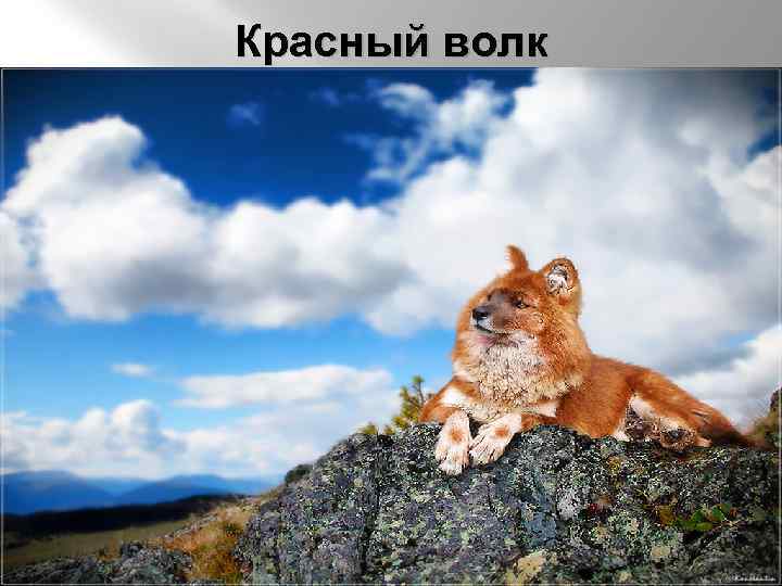 Красный волк 