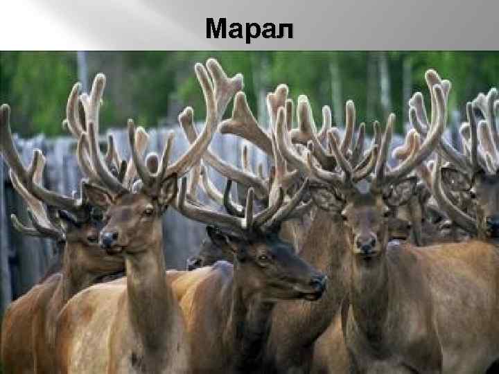 Марал 